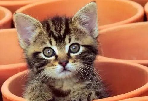 娱乐吃瓜酱猫咖