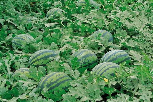 攀枝花动物园娱乐吃瓜酱,娱乐吃瓜酱带你探秘动物乐园